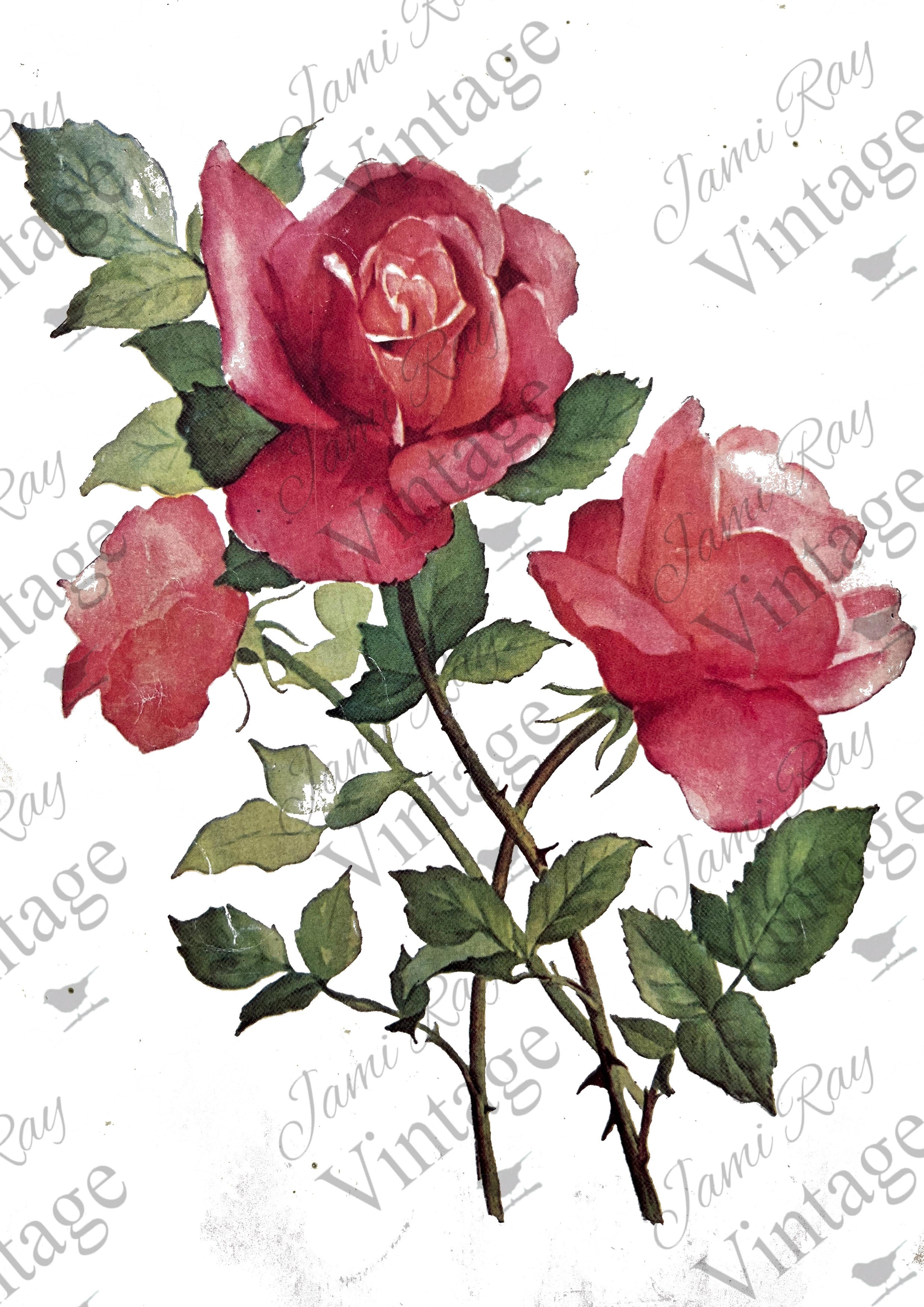 Roses | JRV Rice Paper | A4