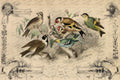 Cottage Birds | JRV Large 18# Paper