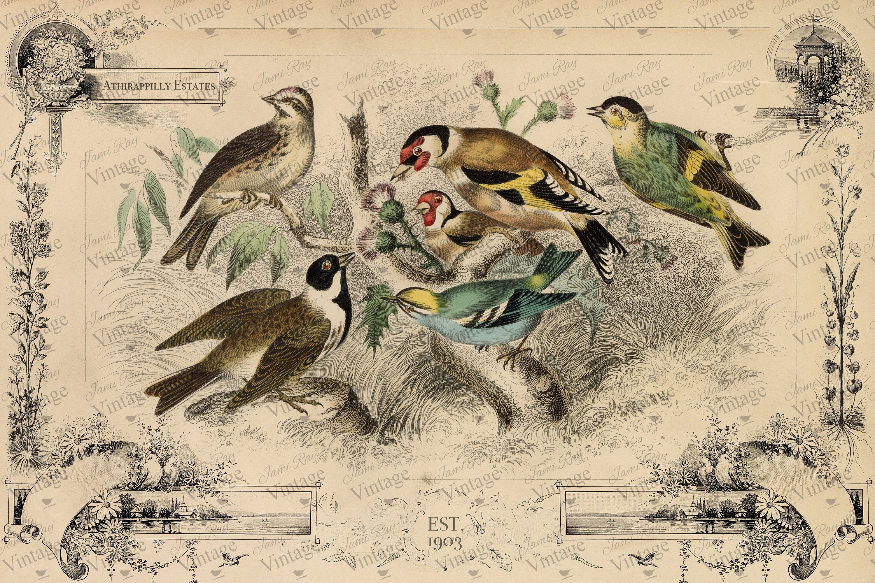 Cottage Birds | JRV Large 18# Paper