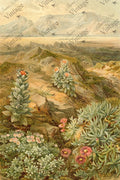 Desert Succulent | JRV Large 18# Paper