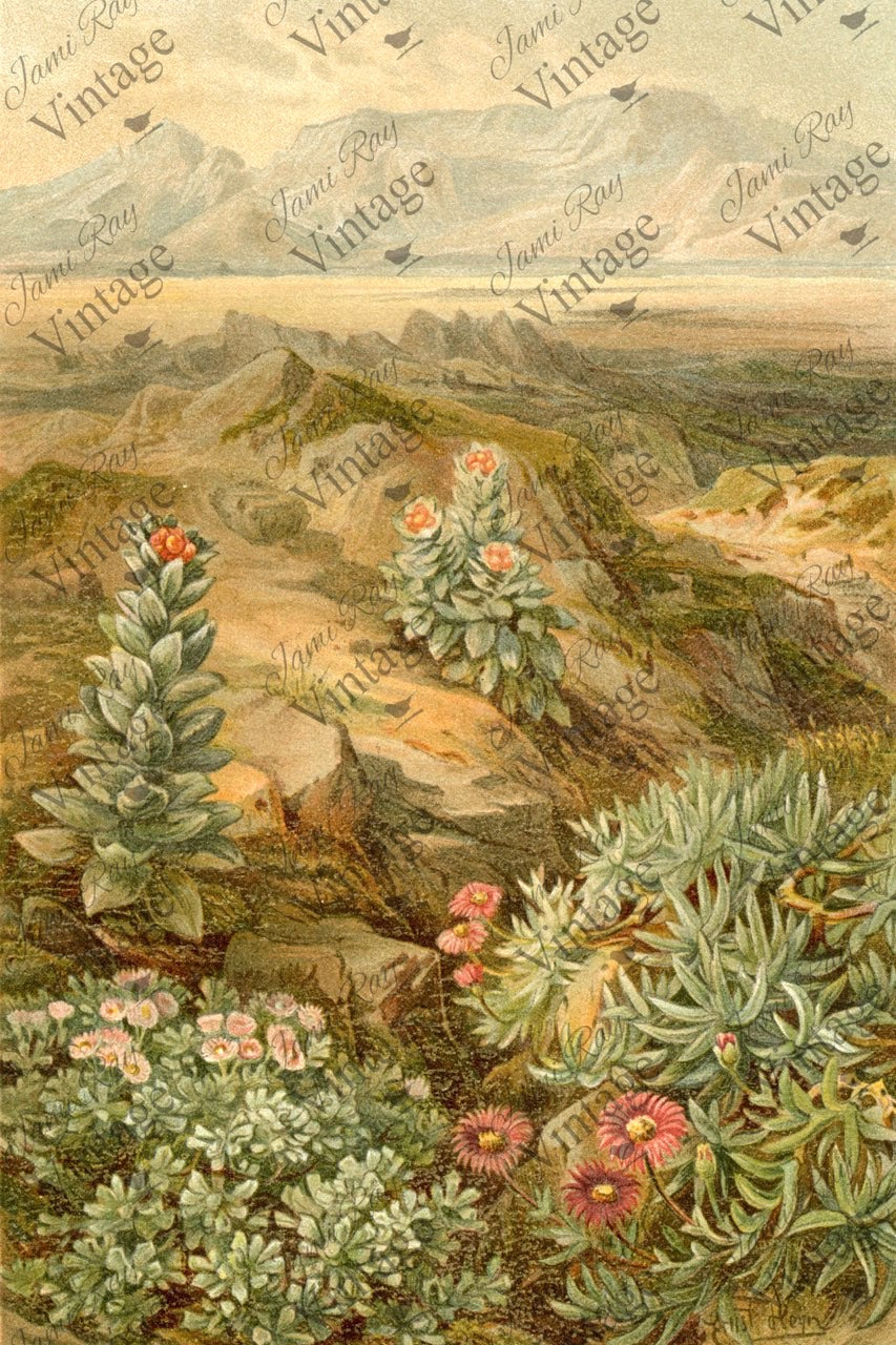Desert Succulent | JRV Large 18# Paper