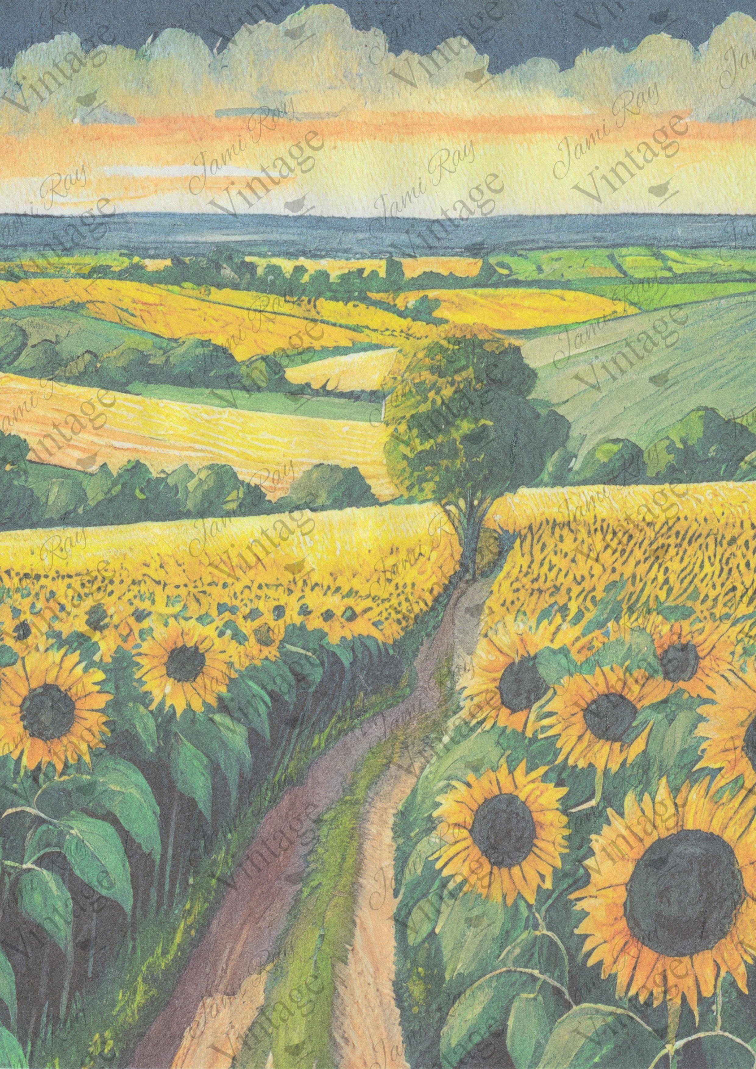 Sunflower Fields | Discontinued JRV A4 Rice Paper
