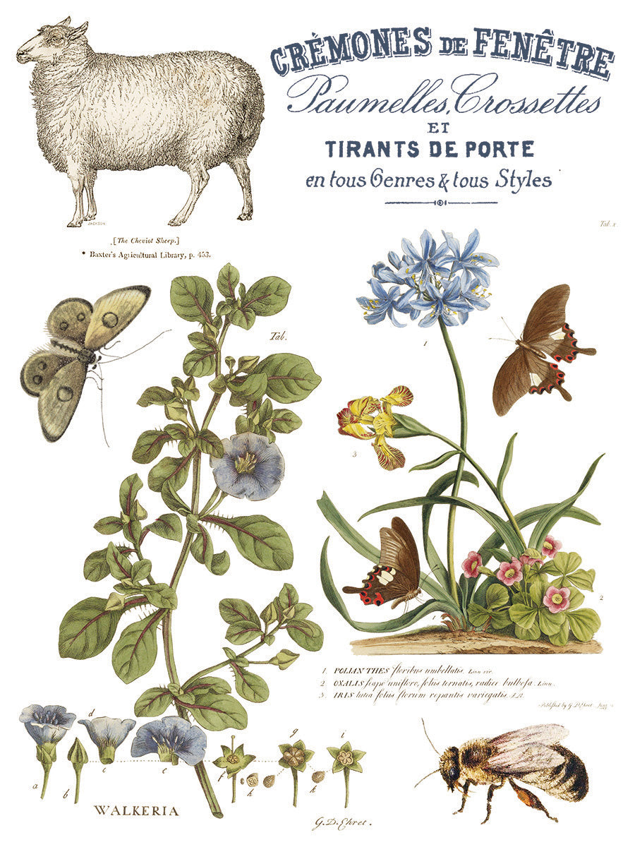 Brocante | Transfer | IOD Iron Orchid Designs