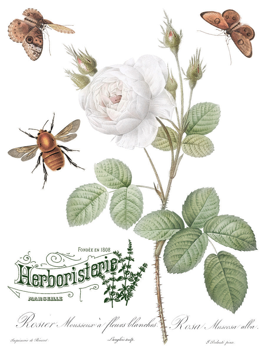 Brocante | Transfer | IOD Iron Orchid Designs