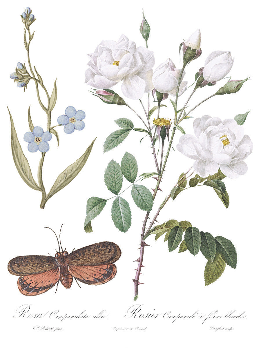 Brocante | Transfer | IOD Iron Orchid Designs