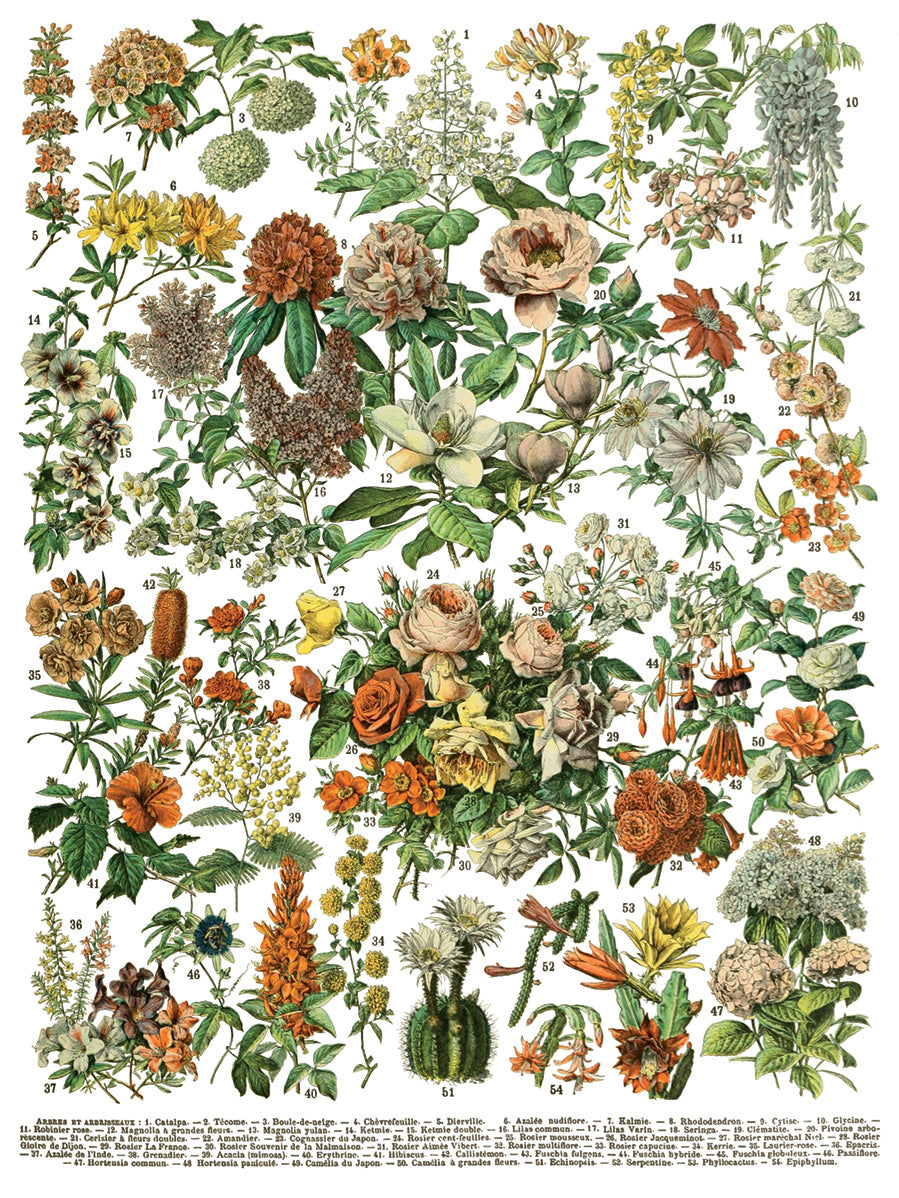 Millot's Pages | Transfer | IOD Iron Orchid Designs by