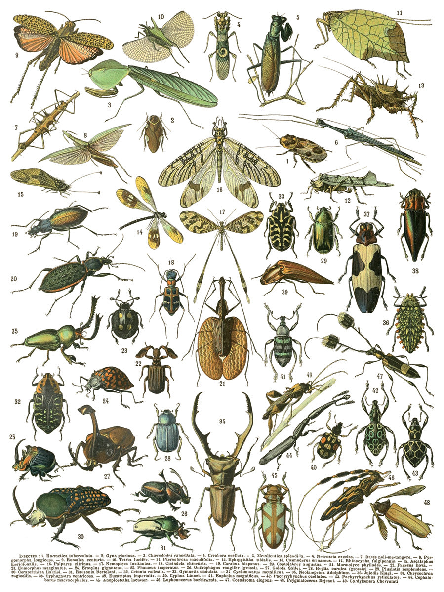 Millot's Pages | Transfer | IOD Iron Orchid Designs by