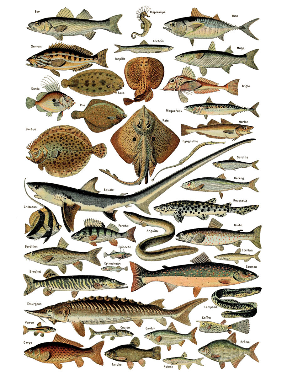 Millot's Pages | Transfer | IOD Iron Orchid Designs by