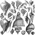 Discontinued Seashore | Decor Stamp | IOD