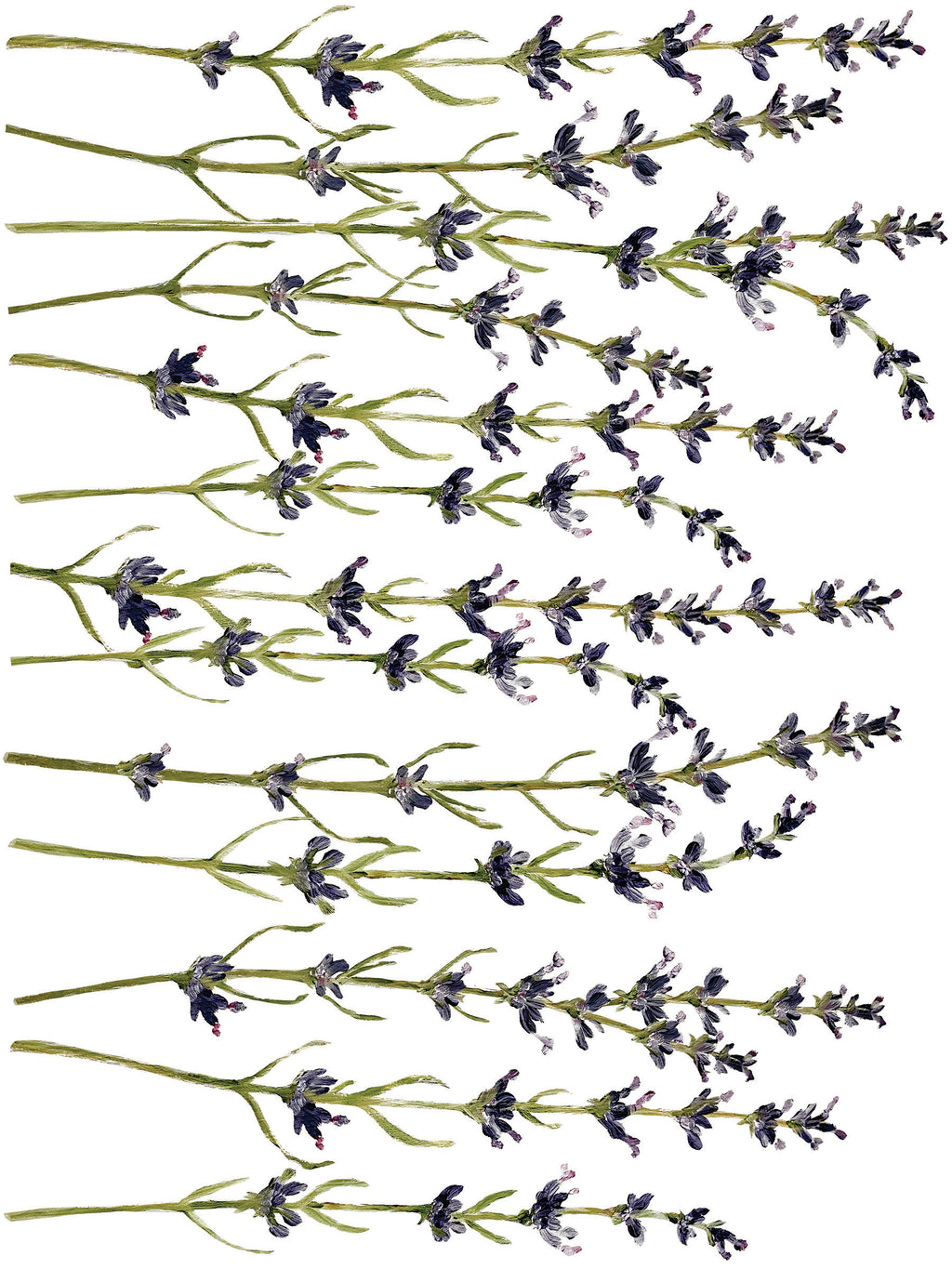 Painterly Florals | Transfer | IOD Iron Orchid Designs