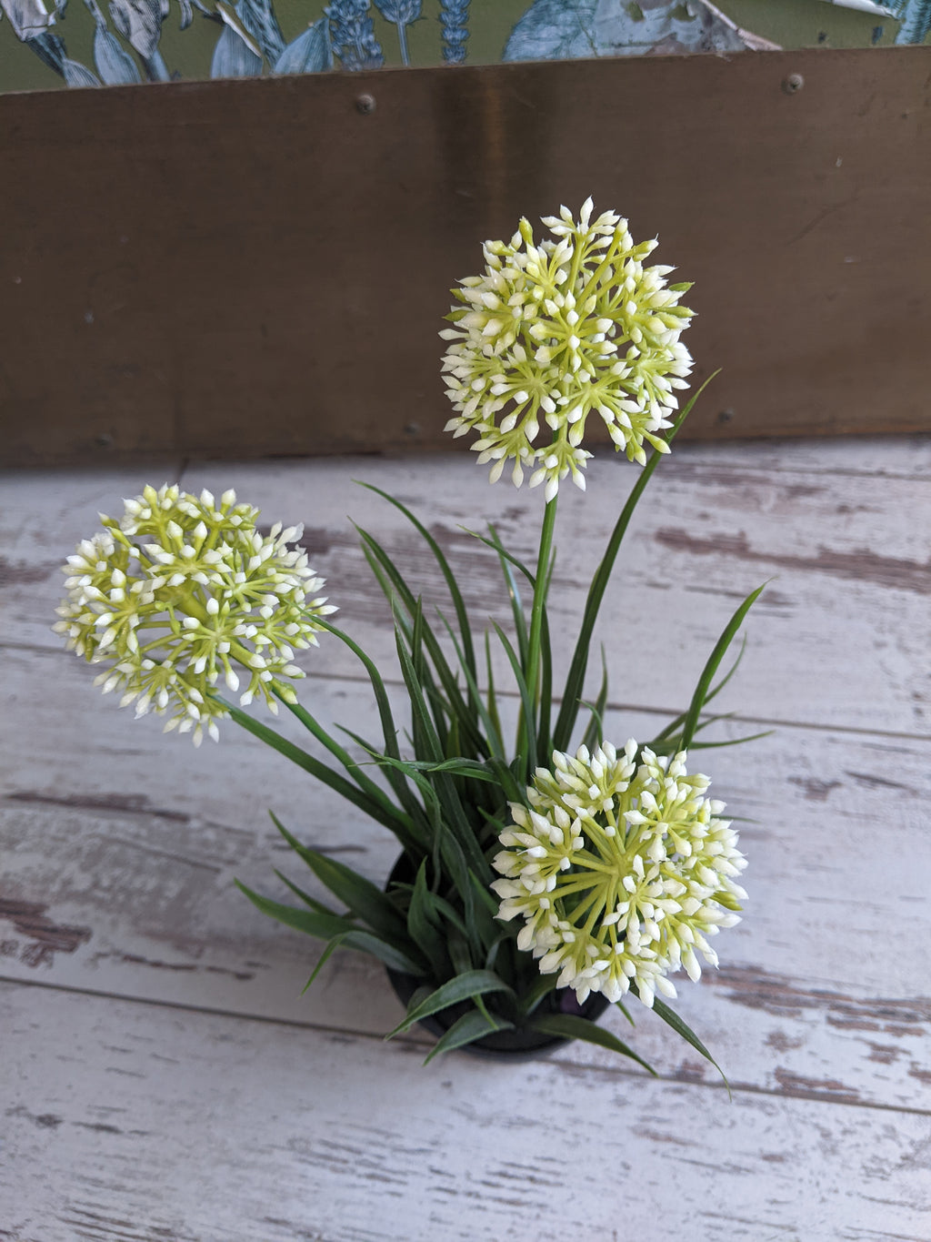 Flower in Pot