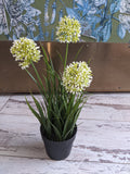 Flower in Pot