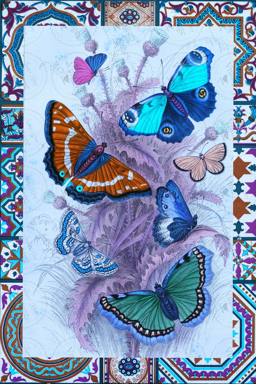 Papillon | JRV Paper