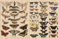 Scientific Butterfly | JRV Large 18# Paper