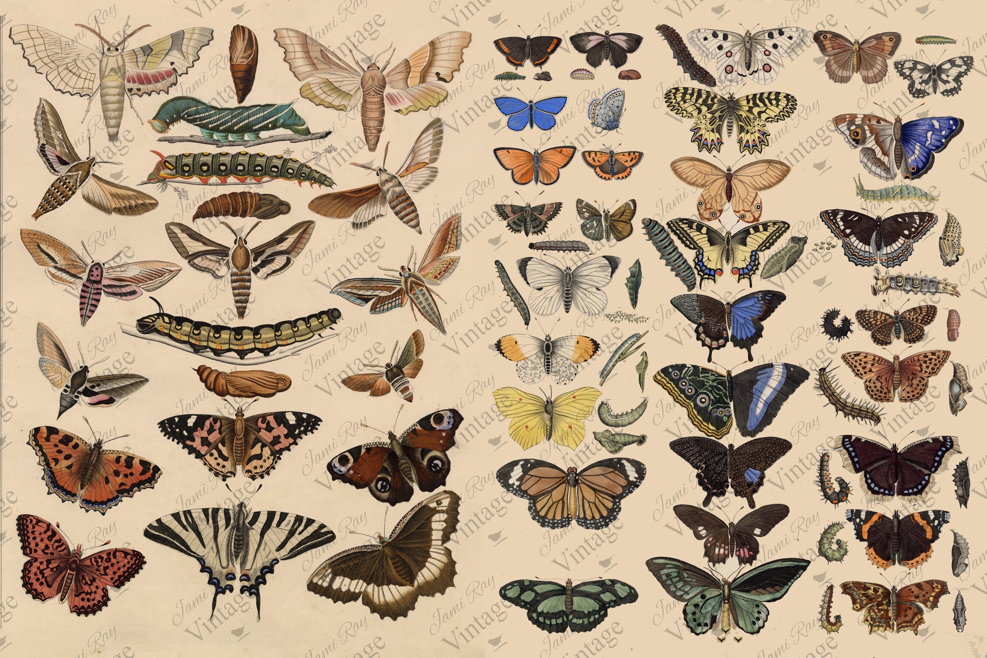 Scientific Butterfly | JRV Large 18# Paper