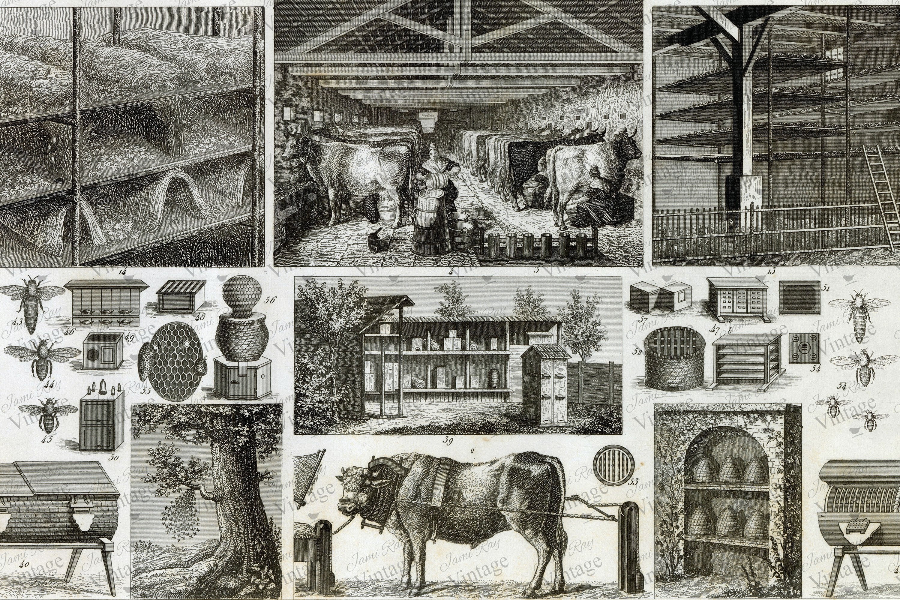 Bee and Barn | JRV Large 18# Paper
