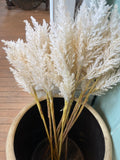 Pampas Grass