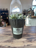 Scalloped Edge Bucket - sold individually