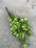 Eucalyptus with buds stem