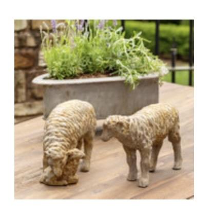 Country Sheep Family