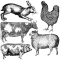 Farm Animals | Stamp | IOD Iron Orchid Designs IOD