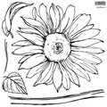 Sunflowers | Stamp | IOD Iron Orchids Designs