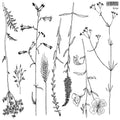 Sprigs | Stamp | IOD Iron Orchids Designs